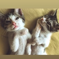 Tekir Kedi, Kedi  Tekir kardeşler fotoğrafı