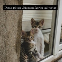 Tekir Kedi, Kedi  Tekir kardeşler fotoğrafı