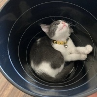 Tekir Kedi, Kedi  Çiko fotoğrafı