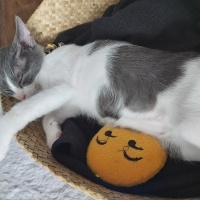 Tekir Kedi, Kedi  Çiko fotoğrafı