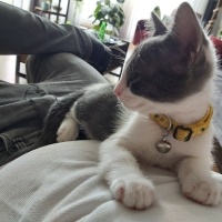 Tekir Kedi, Kedi  Çiko fotoğrafı