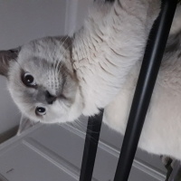 British Shorthair, Kedi  Çiko fotoğrafı