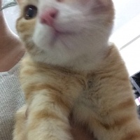 Tekir Kedi, Kedi  - fotoğrafı