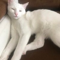 Ankara Kedisi, Kedi  Pamuk fotoğrafı