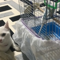 Ankara Kedisi, Kedi  Pamuk fotoğrafı