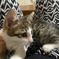 Tekir Kedi, Kedi  Cücük fotoğrafı