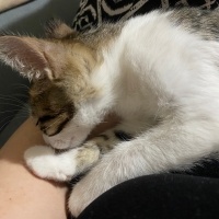 Tekir Kedi, Kedi  Cücük fotoğrafı