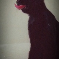 Bombay, Kedi  Mia fotoğrafı