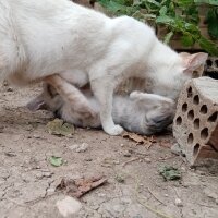  Kuş  BICIRIK  VE ÇİKO fotoğrafı