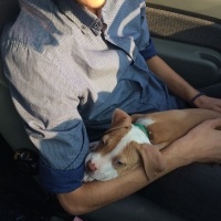 Amerikan Pitbull Terrier, Köpek  Fikri fotoğrafı