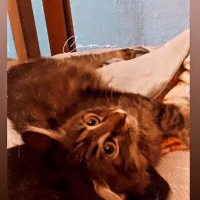 Tekir Kedi, Kedi  Şans fotoğrafı