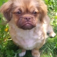 Pekingese, Köpek  Olâ fotoğrafı