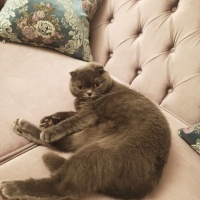 Scottish Fold, Kedi  Minnoş fotoğrafı