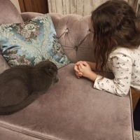 Scottish Fold, Kedi  Minnoş fotoğrafı