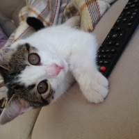 Tekir Kedi, Kedi  Mina  fotoğrafı