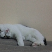 Tekir Kedi, Kedi  Mina  fotoğrafı