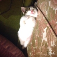 Tekir Kedi, Kedi  Mina  fotoğrafı