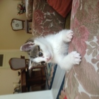 Tekir Kedi, Kedi  Mina  fotoğrafı