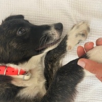 Border Collie, Köpek  zeytin fotoğrafı