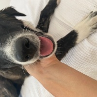 Border Collie, Köpek  zeytin fotoğrafı