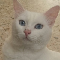 Ankara Kedisi, Kedi  Suzi fotoğrafı