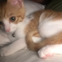 Sarman, Kedi  MİA fotoğrafı