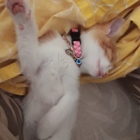 Sarman, Kedi  MİA fotoğrafı