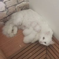 Ankara Kedisi, Kedi  Lisa ve mia fotoğrafı
