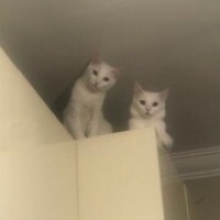 Ankara Kedisi, Kedi  Lisa ve mia fotoğrafı