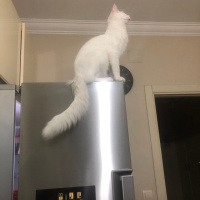 Ankara Kedisi, Kedi  Lisa ve mia fotoğrafı