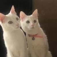 Ankara Kedisi, Kedi  Lisa ve mia fotoğrafı