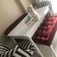Ankara Kedisi, Kedi  Lisa ve mia fotoğrafı