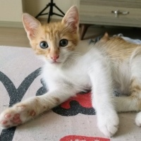 Sarman, Kedi  İsim koymadım tekir yavrular fotoğrafı
