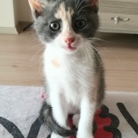 Sarman, Kedi  İsim koymadım tekir yavrular fotoğrafı