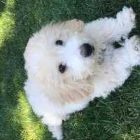 Maltese, Köpek  Bonnie fotoğrafı