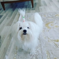 Maltese, Köpek  Lily Luna fotoğrafı
