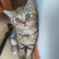 Scottish Fold, Kedi  Mia fotoğrafı
