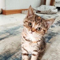 Scottish Fold, Kedi  Mia fotoğrafı
