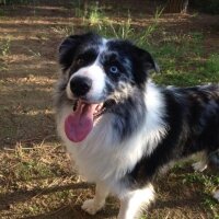 Border Collie, Köpek  Arthur fotoğrafı