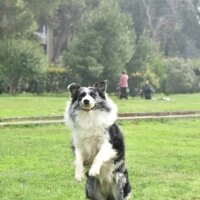 Border Collie, Köpek  Arthur fotoğrafı