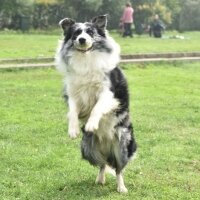 Border Collie, Köpek  Arthur fotoğrafı