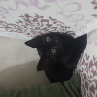 Tekir Kedi, Kedi  Gece fotoğrafı