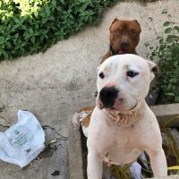 Amerikan Pitbull Terrier, Köpek  Tina fotoğrafı