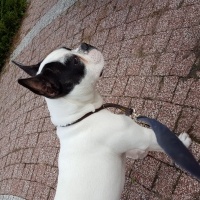 Fransız Bulldog, Köpek  Ares fotoğrafı