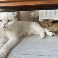 Scottish Fold, Kedi  Mia fotoğrafı