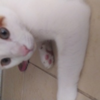 Sarman, Kedi  Susam fotoğrafı