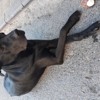 Labrador Retriever, Köpek  Leo fotoğrafı