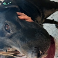 Labrador Retriever, Köpek  Leo fotoğrafı