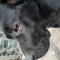 Labrador Retriever, Köpek  Leo fotoğrafı