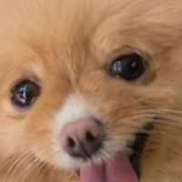 Chihuahua, Köpek  Kraker fotoğrafı